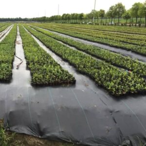 Toile de paillage – Image 5